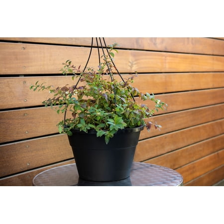 2.5 Qt. Bushel and Berry® 'Midnight Cascade' Blueberry Live Shrub with Full Sun-1 Piece