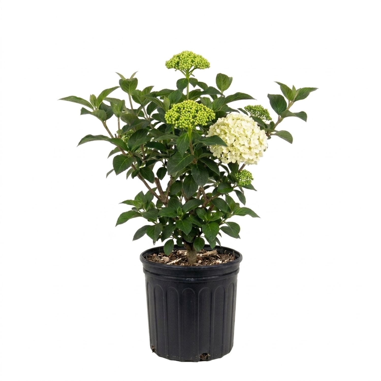 2.5 Qt. Chinese Snowball Viburnum - Deciduous Shrub with Large White Hydrangea -like Blooms