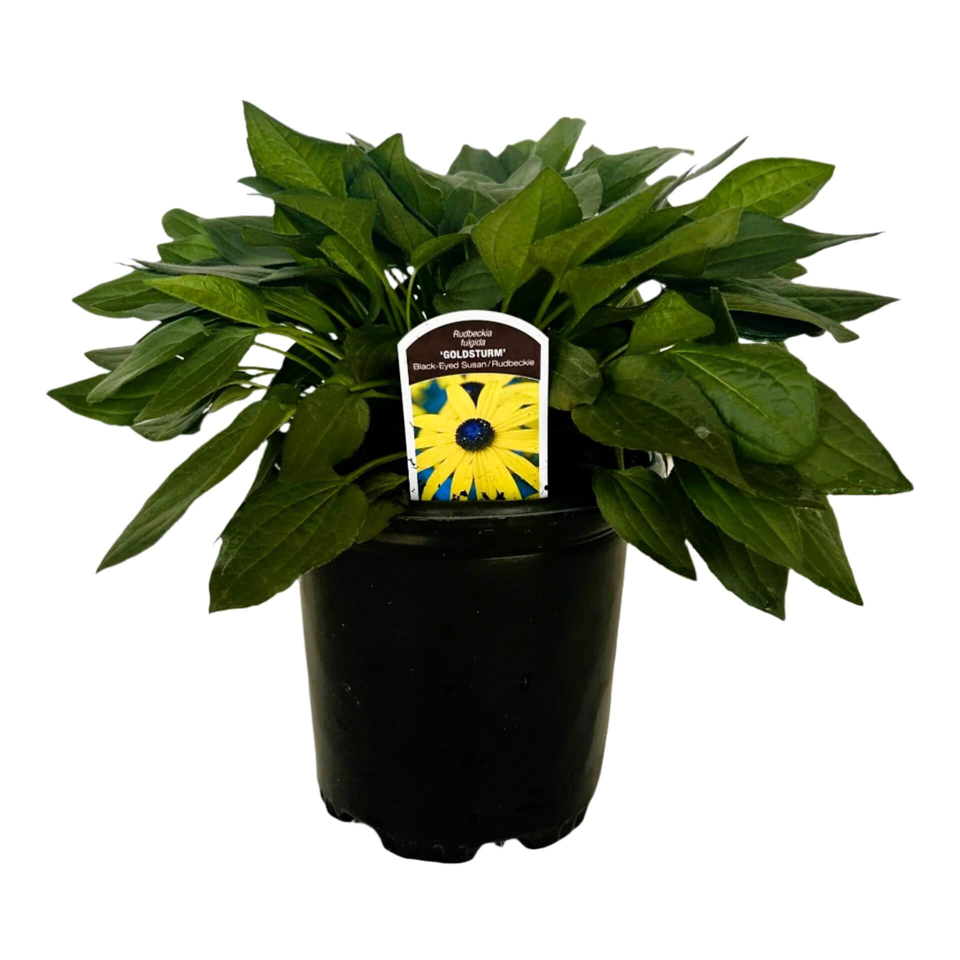 2.5 Qt. Goldsturm Rudbeckia (Black-eyed Susan) - Perennial Plant with Large Vibrant Yellow Blooms