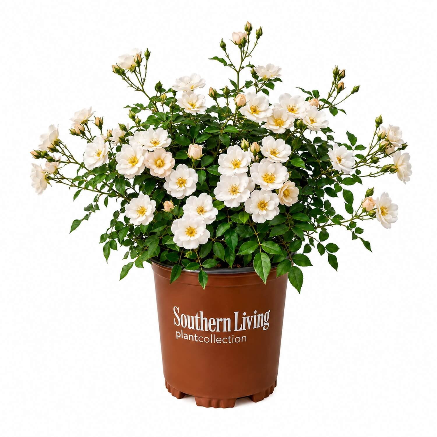 Southern Living Ivory Blush Its A Breeze Rose Live Shrub in 2.5-Quart Grower Pot