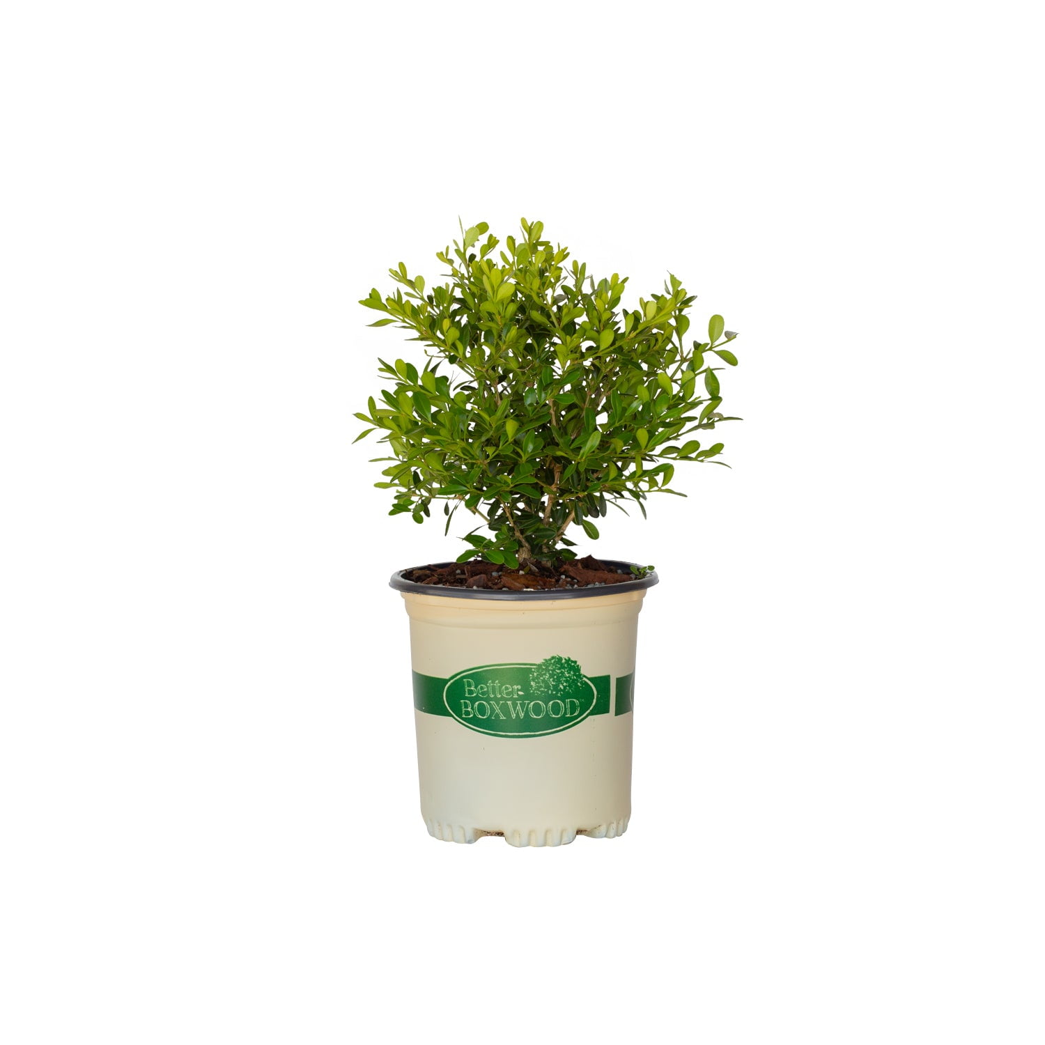 Better Boxwood Skylight (2.5 Qt.) Evergreen Full Sun Perennial Shrub with Glossy Green Foliage
