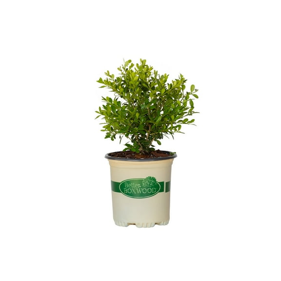 Better Boxwood Skylight (2.5 Qt.) Evergreen Full Sun Perennial Shrub with Glossy Green Foliage