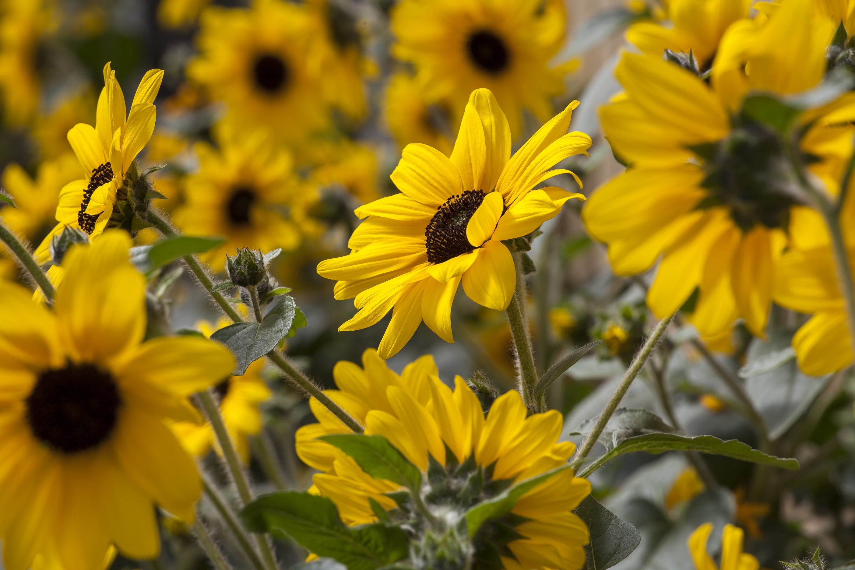 2.5 Quart Sunflower Sunfinity Live Annual Plant with Full Sunlight- 1 Piece