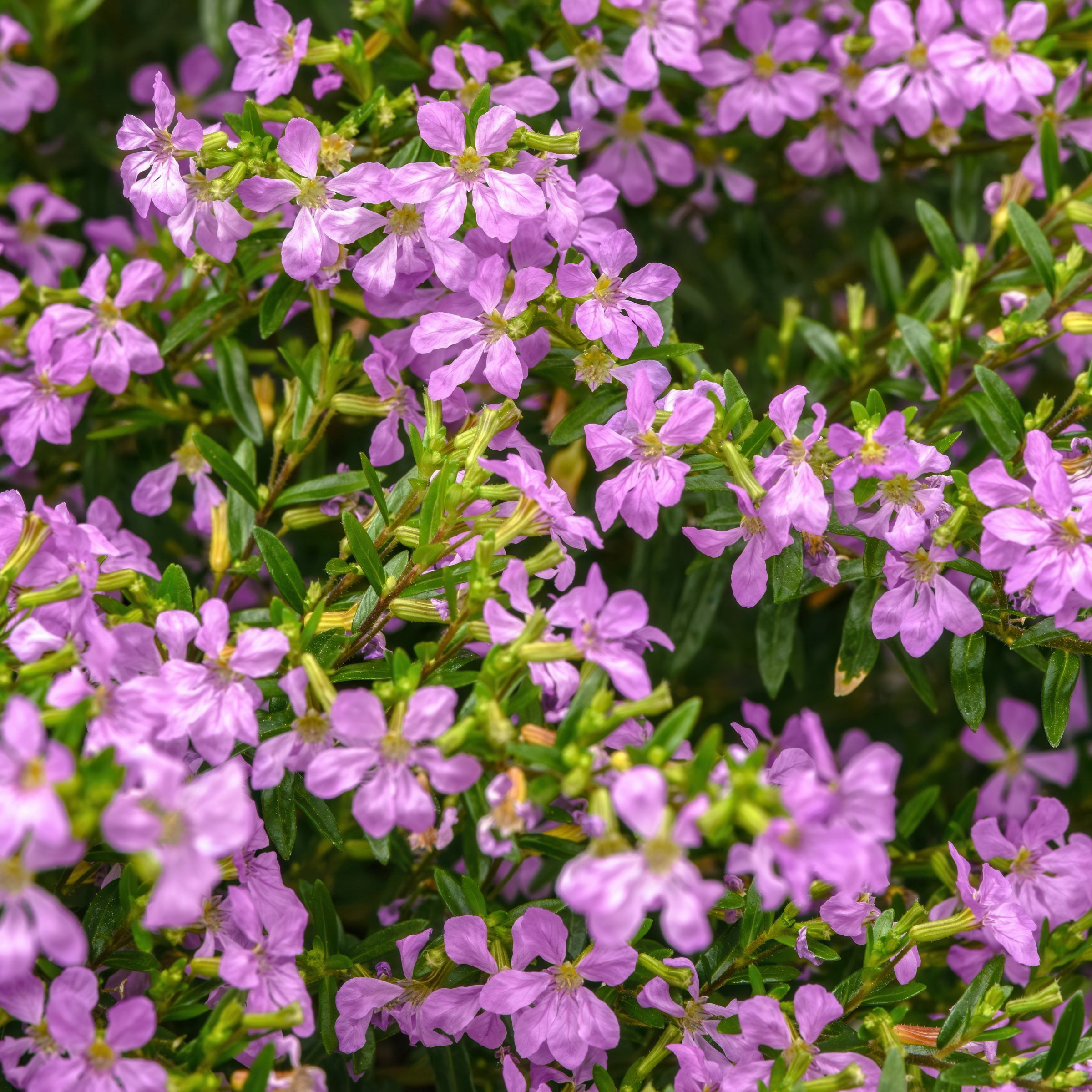 2.5 in. Cuphea Enchantia Lavender Live Perennial Plant with Purple Flowers (3-Pack)