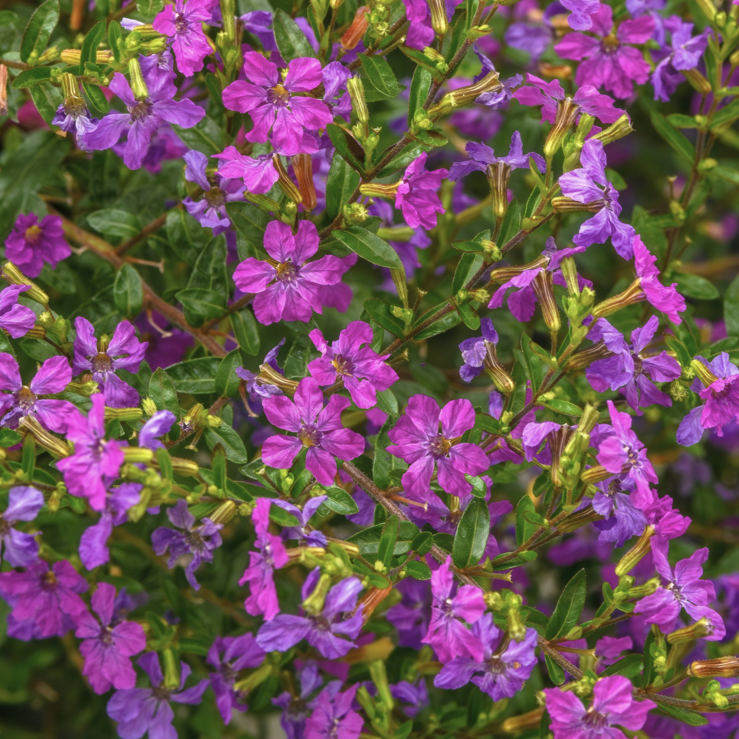 2.5 in. Cuphea Enchantia Purple Live Perennial Plant with Purple Flowers (3-Pack)