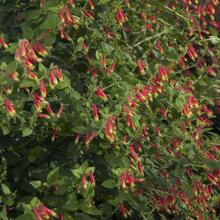 National Plant Network 2.5 in. Cuphea Hummingbird's Lunch (3-Pack)