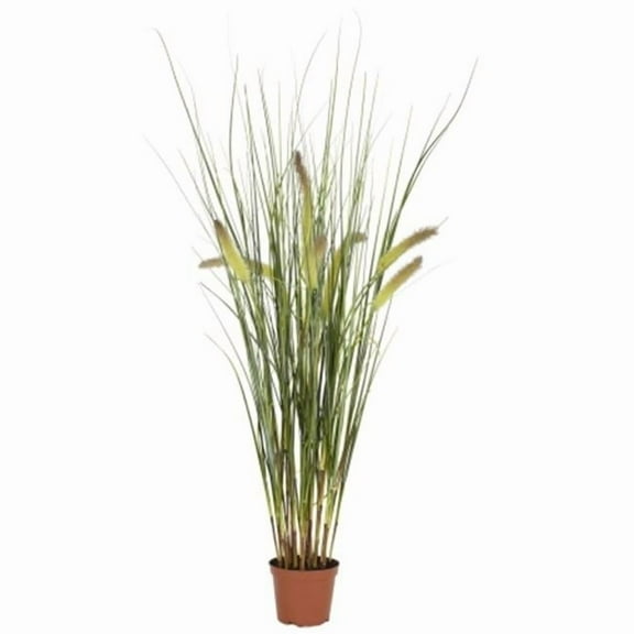 2.5 in. Grass Plant