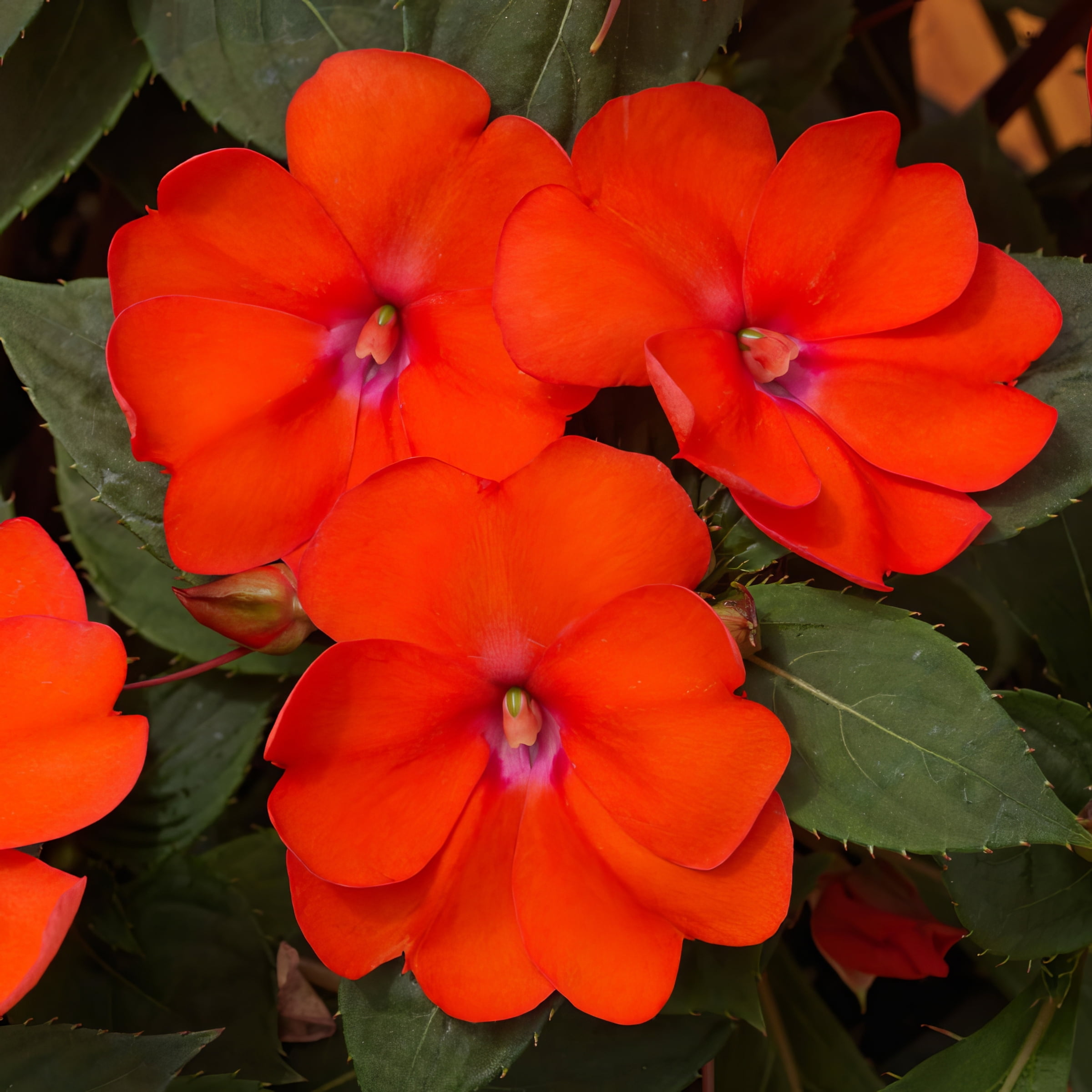 2.5 in. Impatiens Compact Electric Orange SunPatiens Live Annual with Part Sun (3-Pack)
