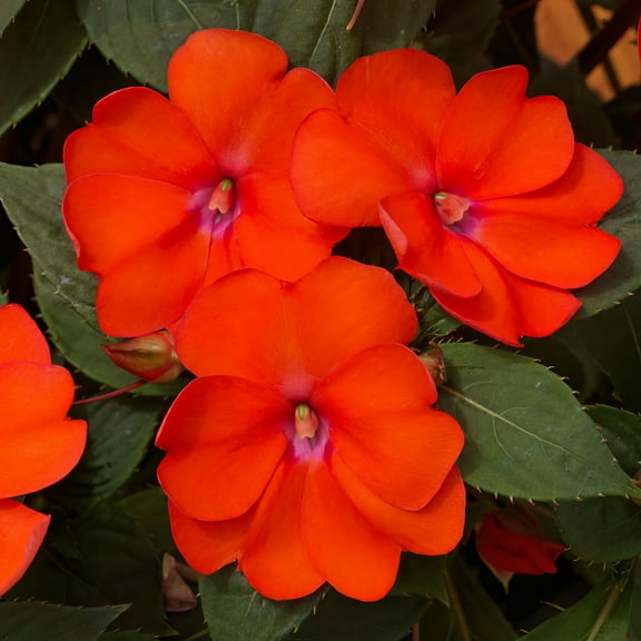 2.5 in. Impatiens Compact Electric Orange SunPatiens Live Annual with Part Sun (3-Pack)