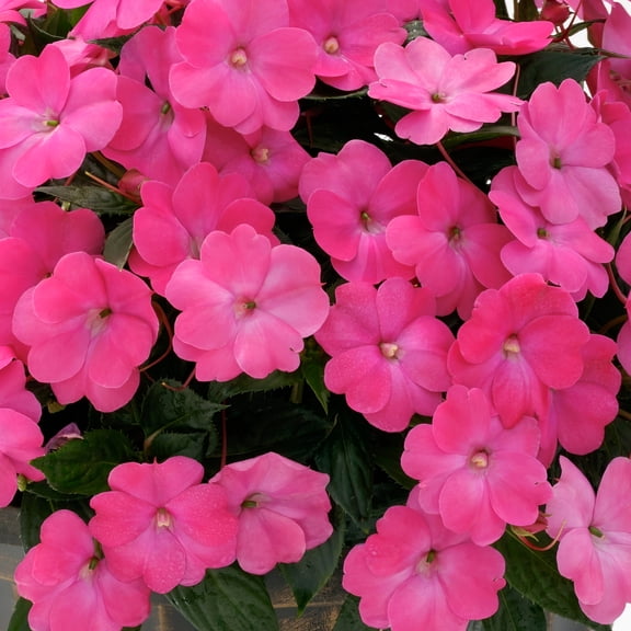 2.5 in. Impatiens Compact Hot Pink Live Annual SunPatiens With Full Sun (3-Pack)
