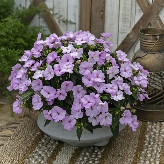 2.5 in. Impatiens Compact Orchid Blush SunPatiens (3-Pack)