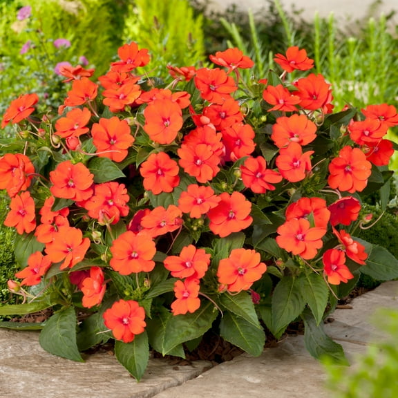 2.5 in. Impatiens Jumbo Splash Vigorous Orange Live Annuals with Filtered Sun 3- Piece
