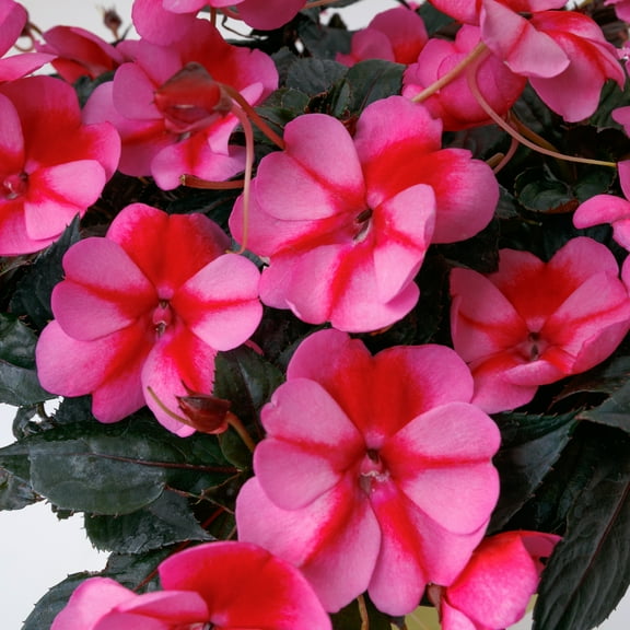 2.5 in. Impatiens Red Candy SunPatiens Live Annual Plant with Full Sunlight (3-Pack)