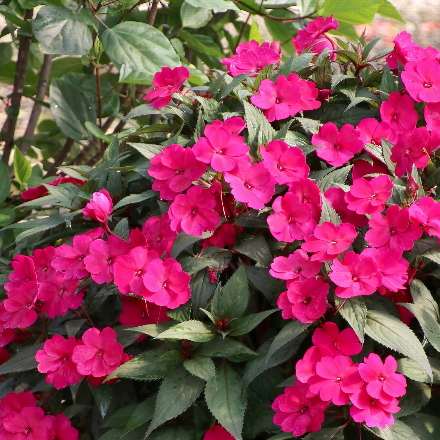 2.5 in. Impatiens Vigorous Rose Pink SunPatiens (3-Pack)