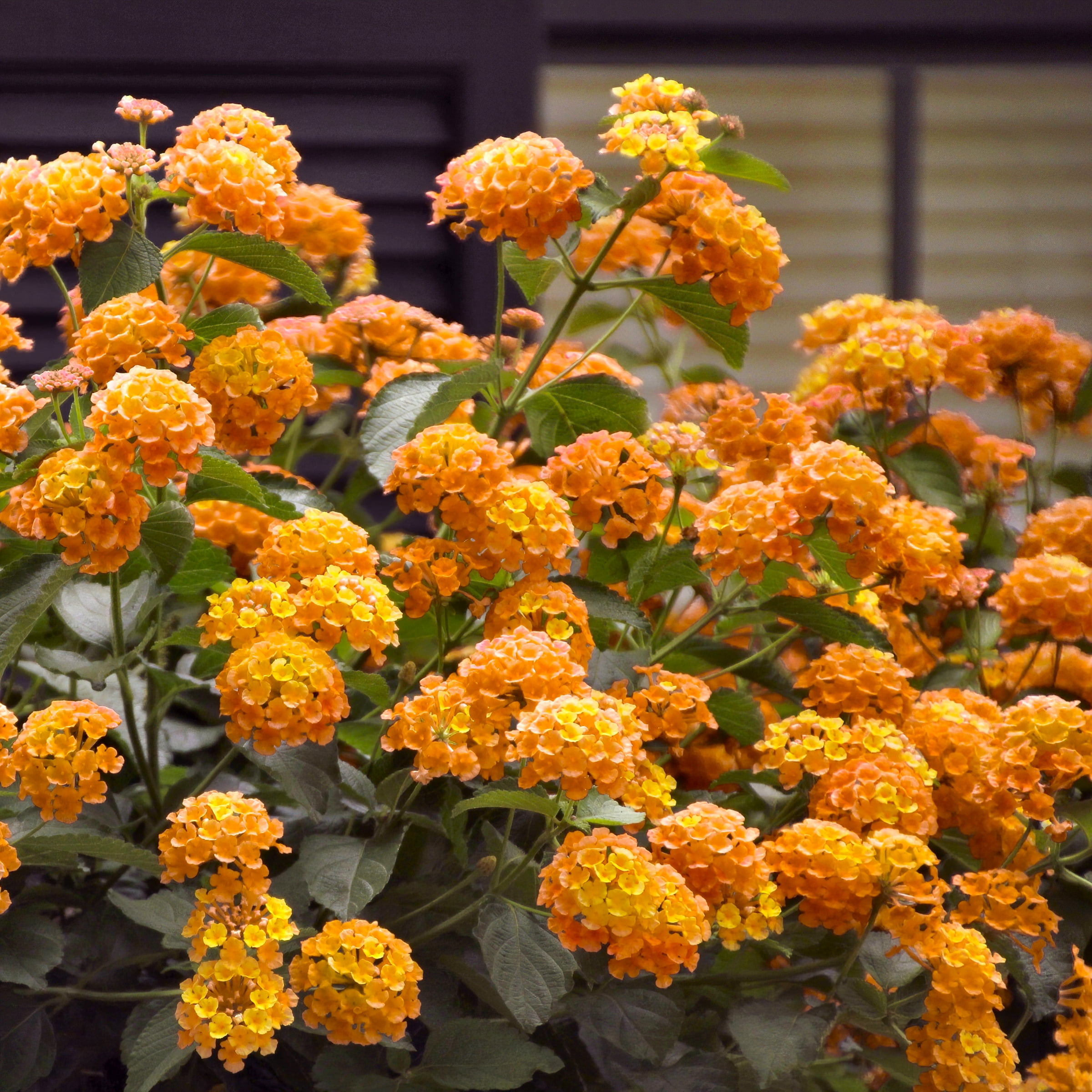 2.5 in. Lantana Bloomify Orange Plant (3-Pack)