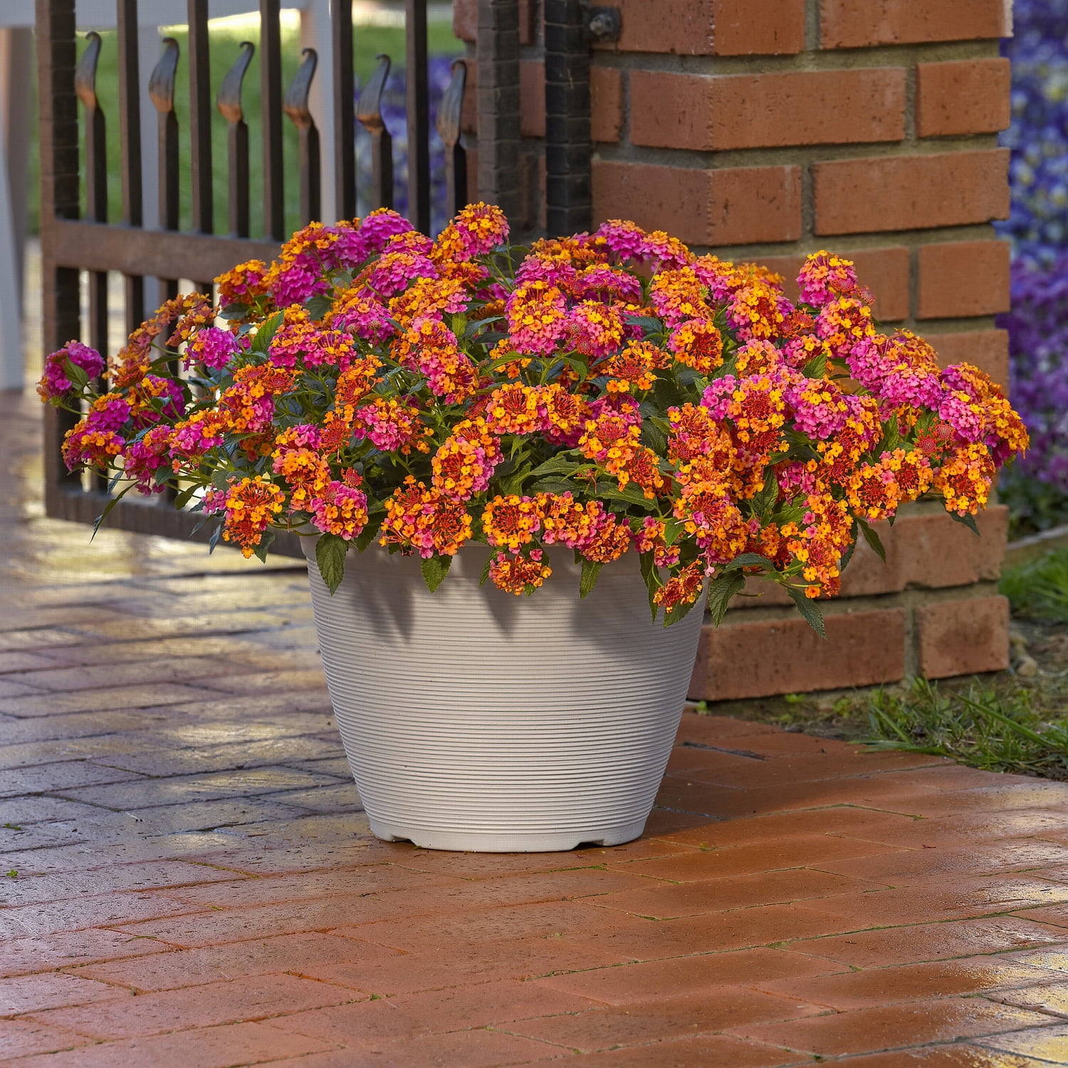 2.5 in. Lantana Bloomify PassionFruit Plant (3-Pack)