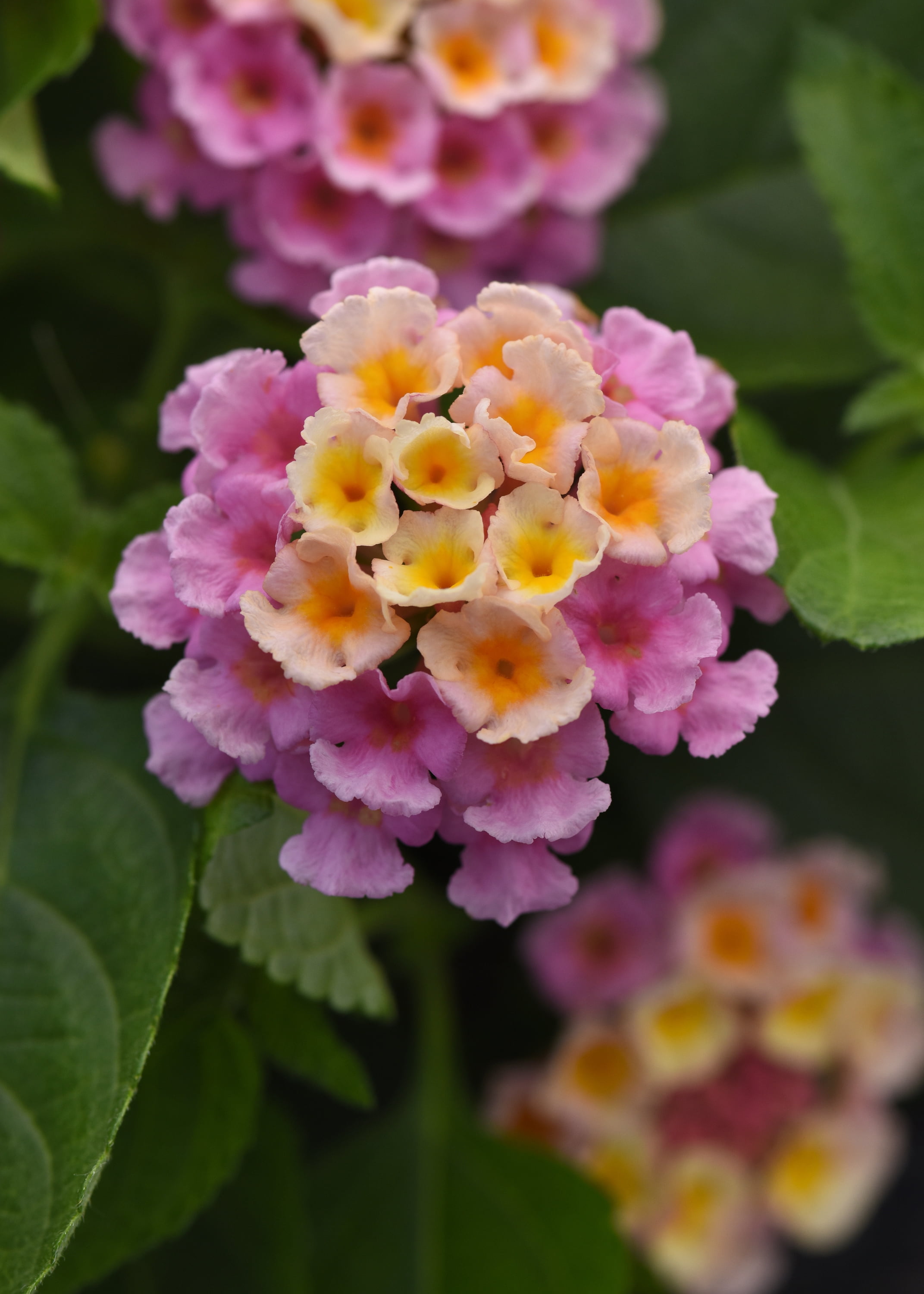 2.5 in. Lantana Bloomify ™ Pink Live Annuals With Full Sunlight in Grower Container - 3 Piece