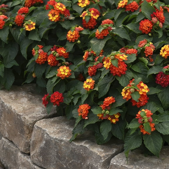 2.5 in. Lantana Bloomify Red Plant (3-Pack)