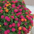 thumbnail image 1 of 2.5 in. Lantana Bloomify Rose Plant (3-Pack), 1 of 13