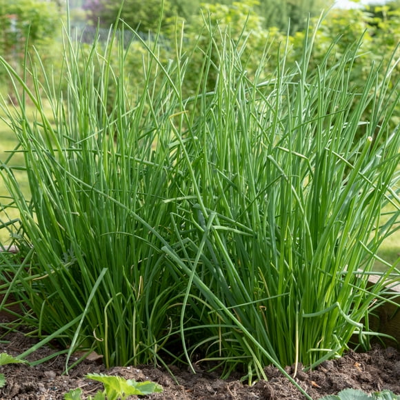 Shop All Vegetable Plants in Vegetable Plants - Walmart.com