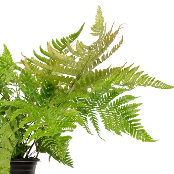 2.5 in Live Perenial Autumn Fern - 3 Piece