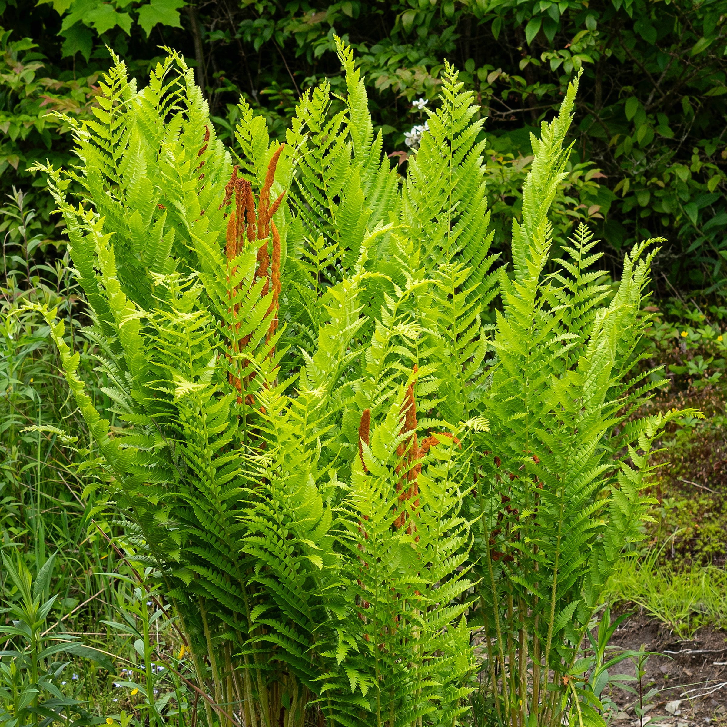 2.5 in Live Perennial Cinnamon Fern - 3 Piece