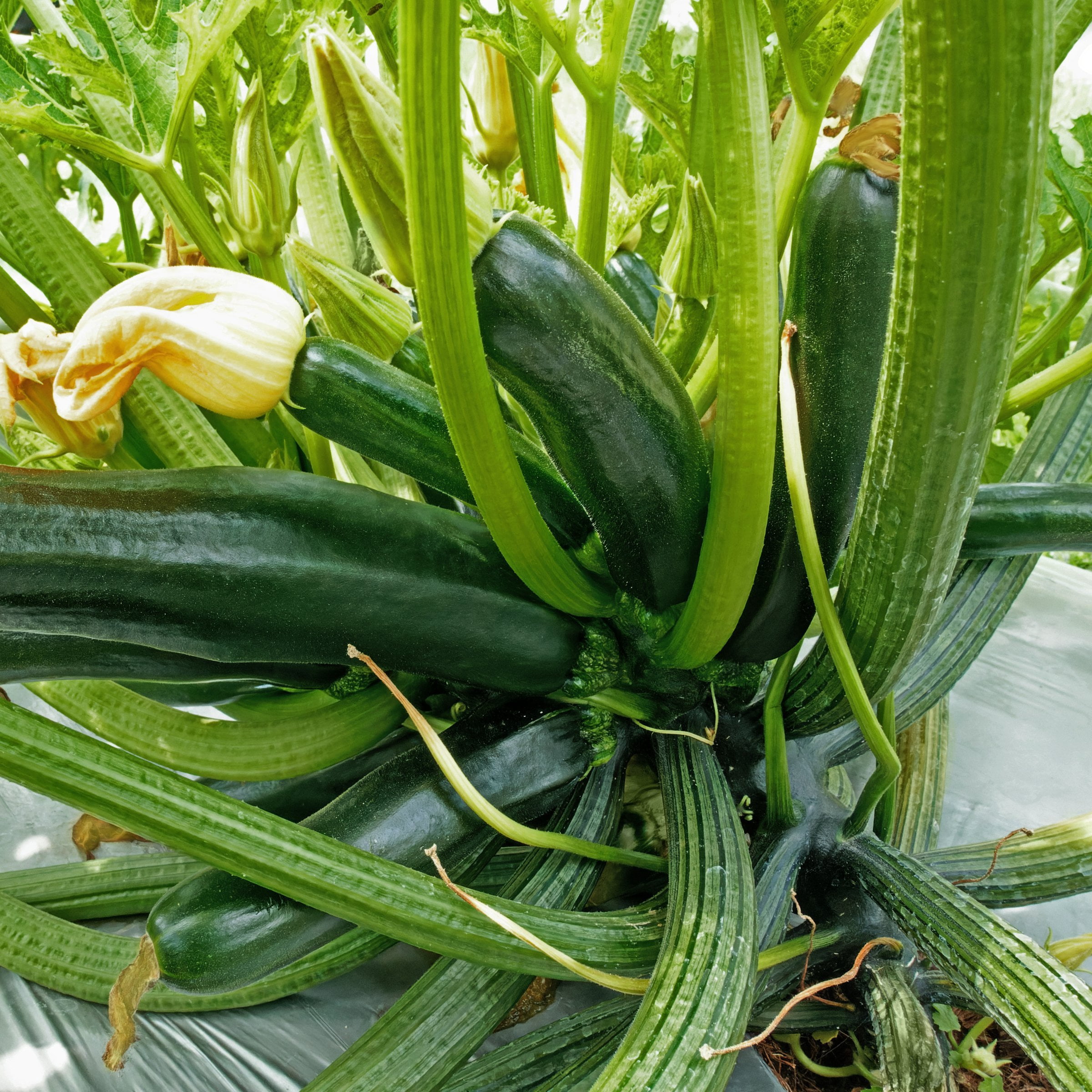 2.5 in. Live Vegetable Black Beauty Zuchinni Plant (3-Pack)