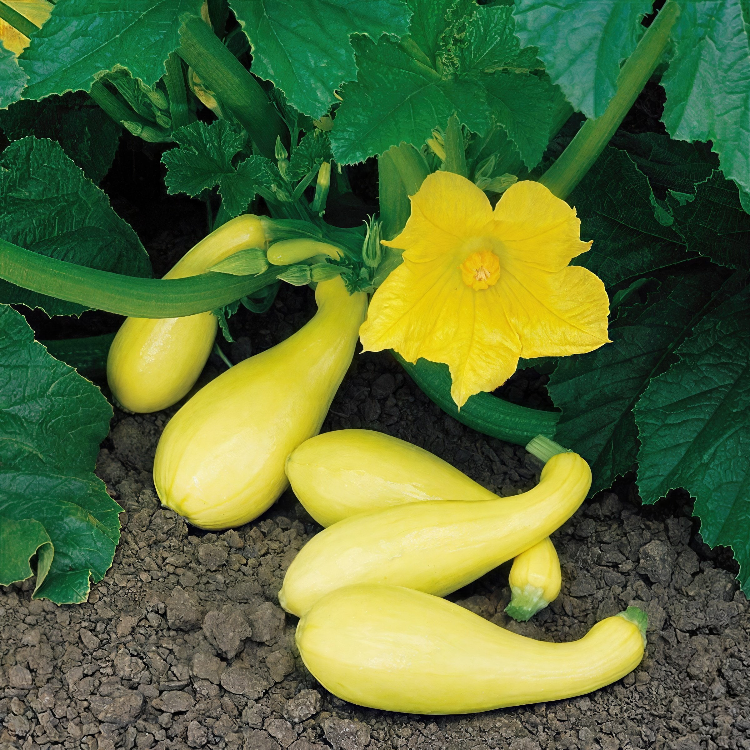 2.5 in. Live Vegetable Pic-N-Pic Yellow Squash Plant (3-Pack)