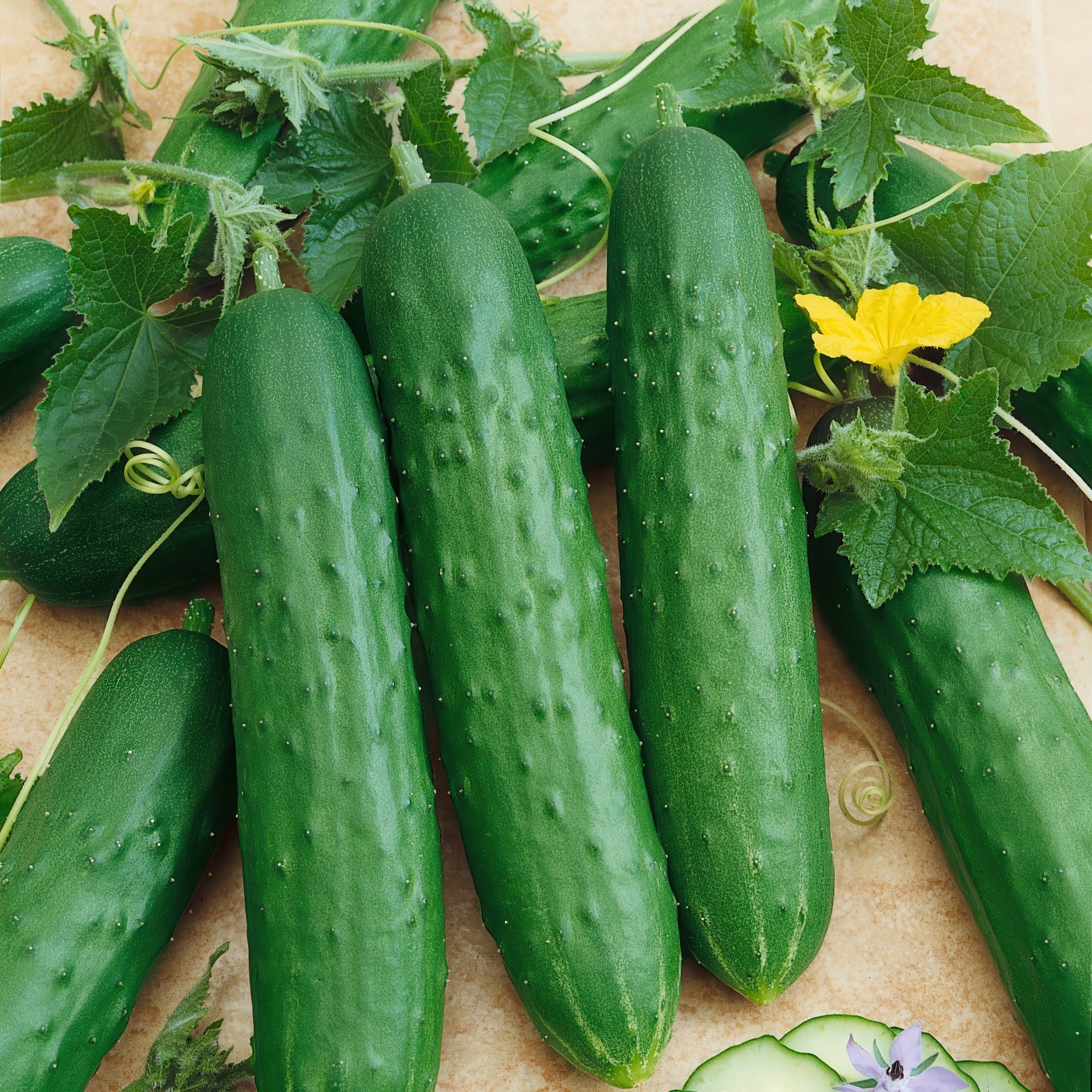 2.5 in. Live Vegetables Saladmore Cucumber Plant (3-Pack)