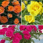 2.5 in. Miniature Rose Color Spot Trio with Multicolor Flowers (3-Pack)