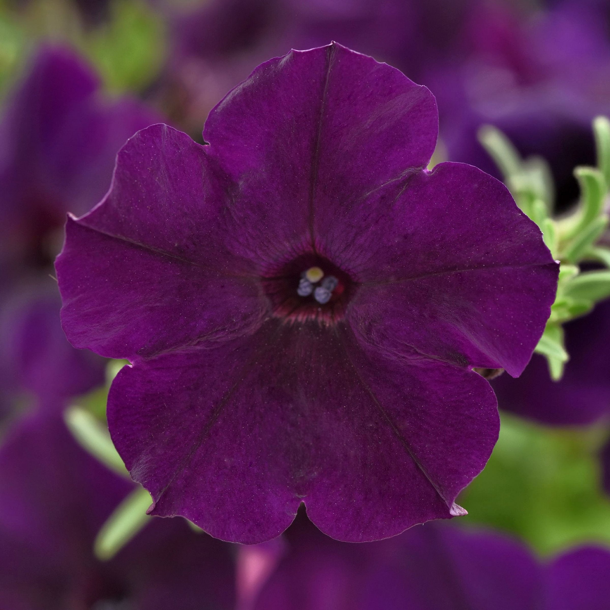 2.5 in. Petunia Easy Wave Navy Velour Petunia Live Annual Plant with Purple Flowers (6-Pack)