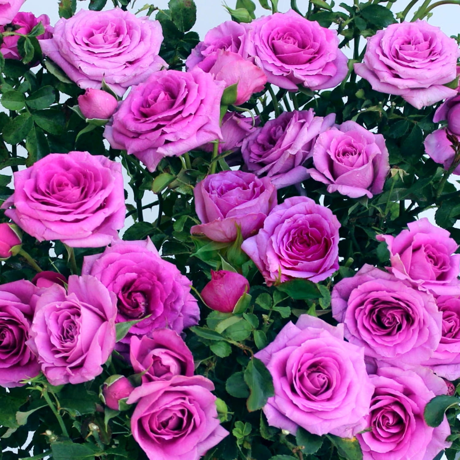 National Plant Network 2.5 in. Rose Lavender Jewel Live Shrub with Full Sun (3-Pack)