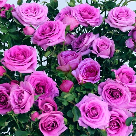 National Plant Network 2.5 in. Rose Lavender Jewel Live Shrub with Full Sun (3-Pack)