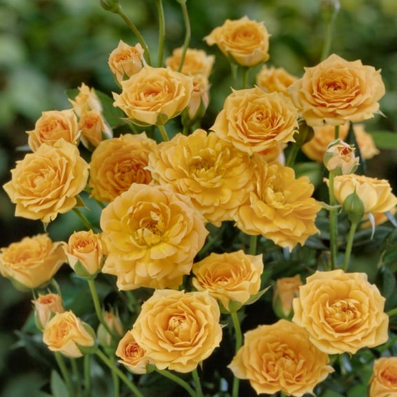 2.5 in. Rose Orange Honey (3-Pack)