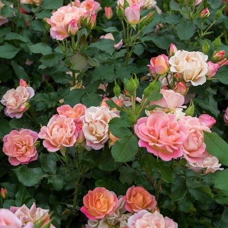 National Plant Network 2.5 in. Rose Peach Sunblaze Live Shrub Conditions with Full Sunlight (3-Pack)