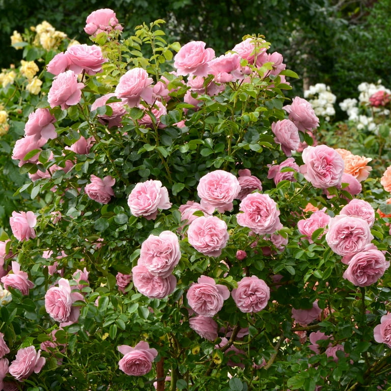 スカート MILK Garden Rose SK スカート MILK Garden Rose SK Garden Rose SK - MILK MILKBOY