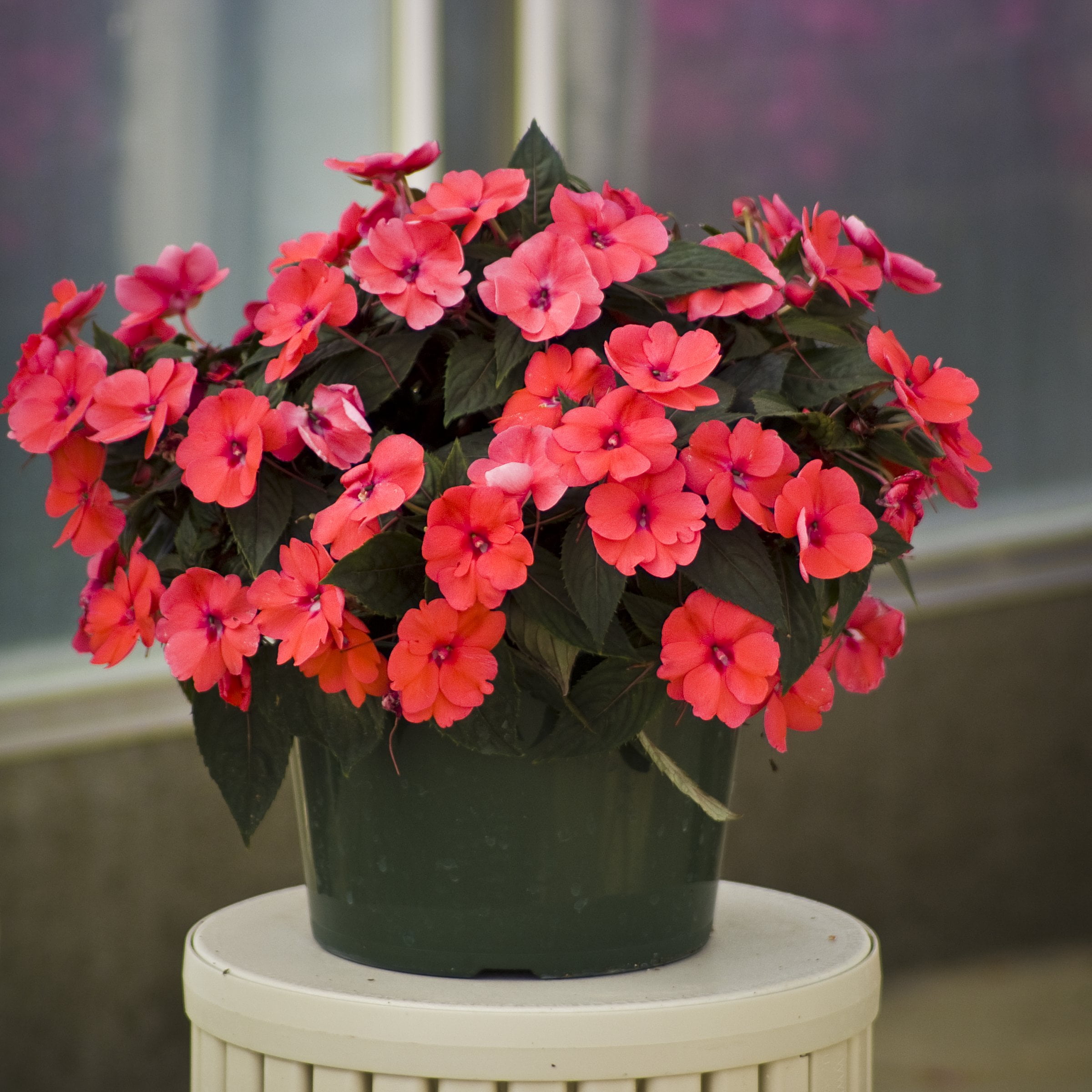 2.5 in. Sunpatiens Deep Rose Live Annual Plant with Pink Flowers (6-Pack)