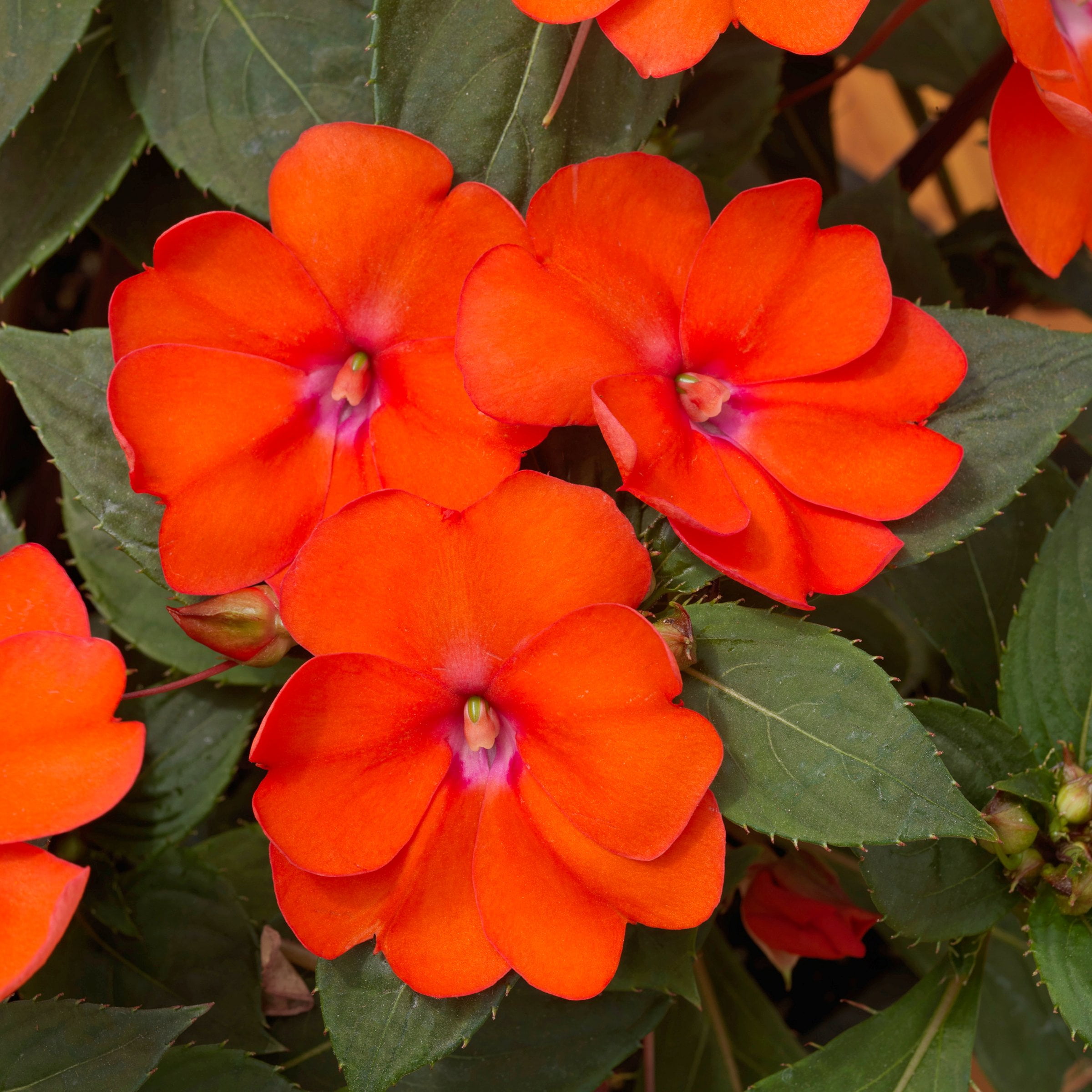 2.5 in. Sunpatiens Vigorous Corona Live Annual Plant with Orange-Red Flowers (6-Pack)