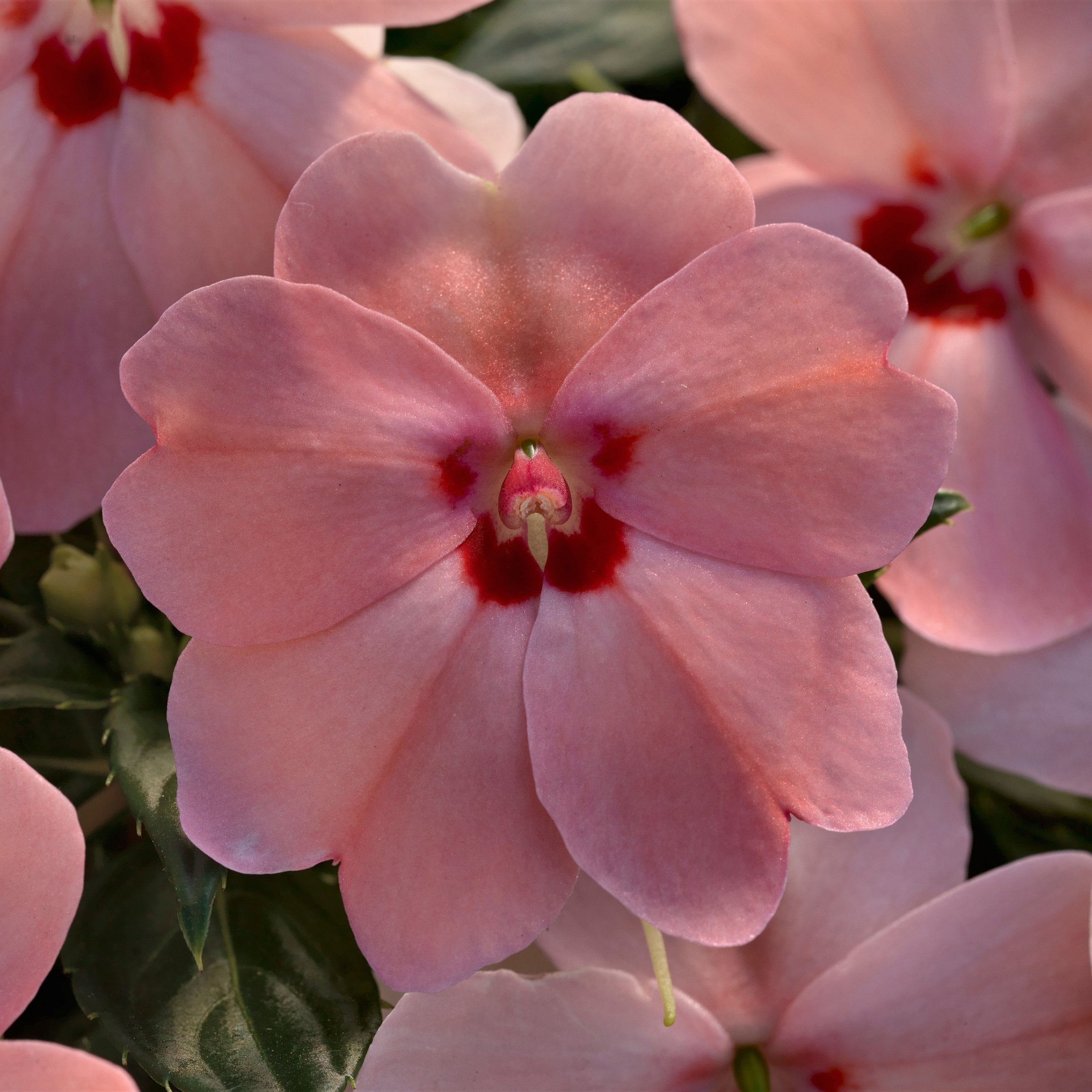 2.5 in. Sunpatiens Vigorous Pink Kiss Live Annual Plant with Pink Flowers (6-Pack)