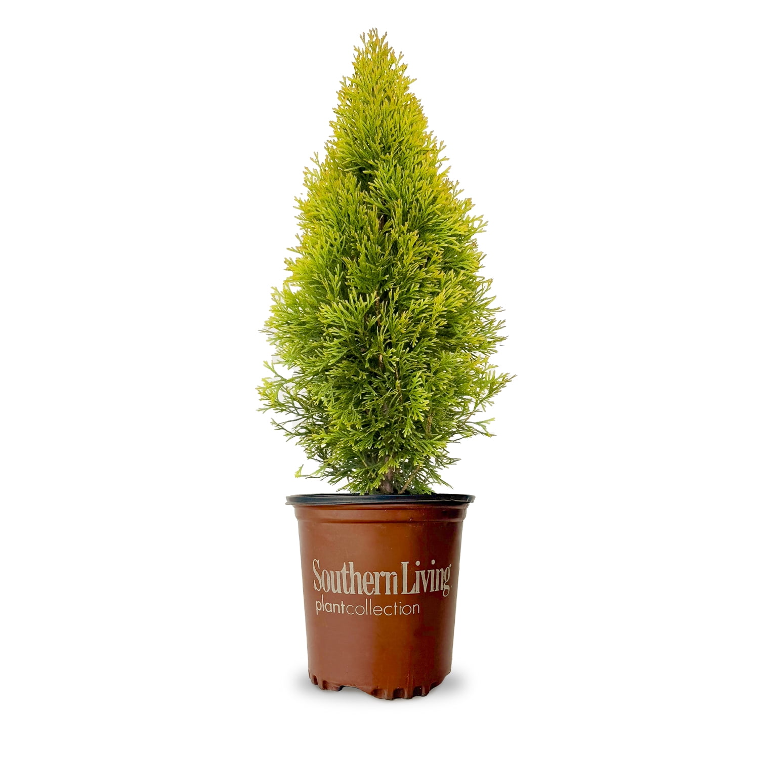 2.5 qt. Highlights Arborvitae (Thuja) Live Conifer Evergreen Tree, Yellow and Green Foliage