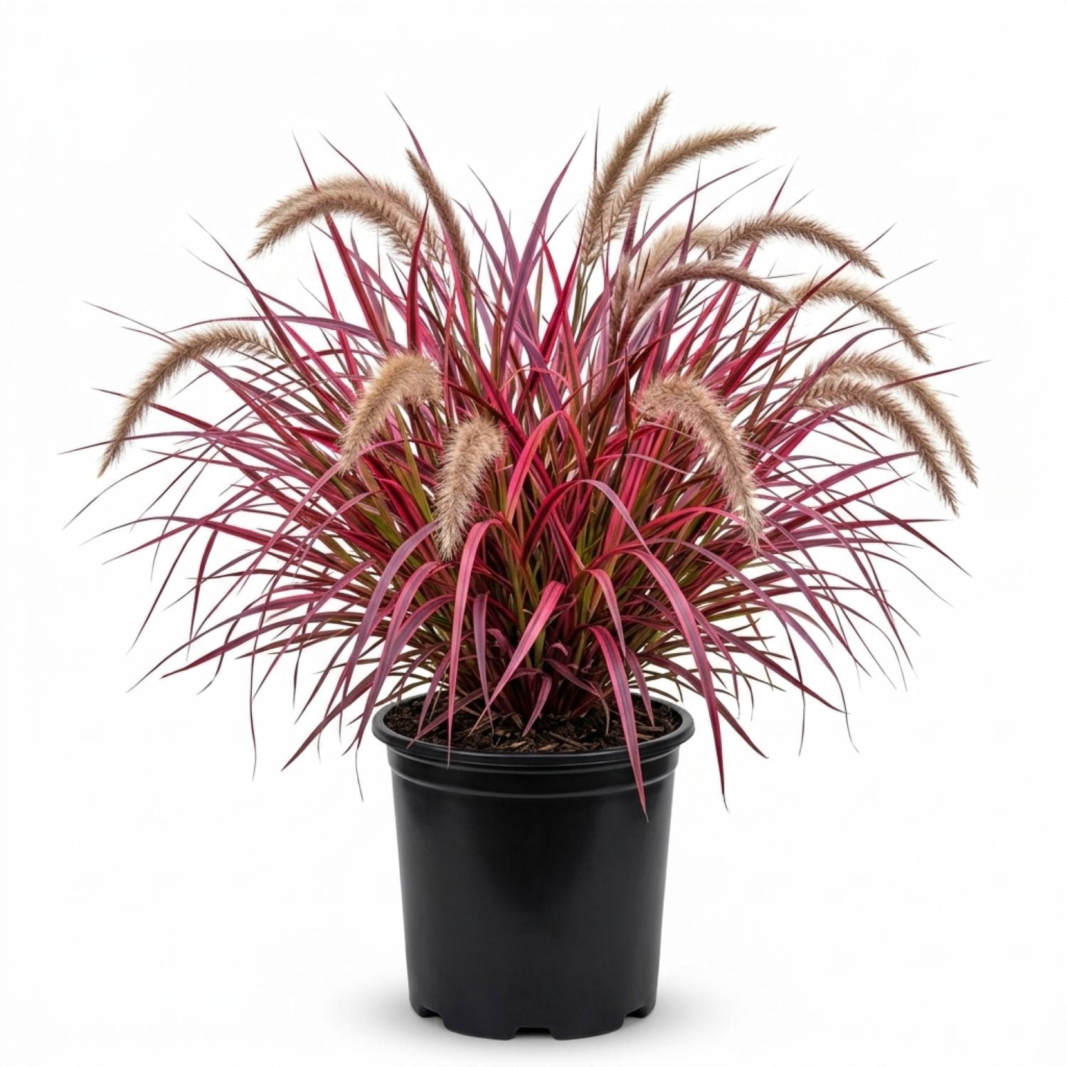 2.5 qt. Pennisetum Setaceum Fireworks (Fountain Grass) - Colorful Live Perennial Plant
