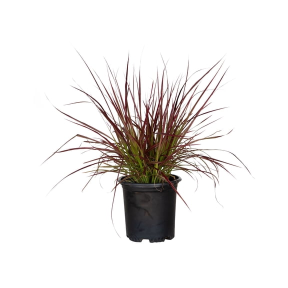 2.5 qt. Pennisetum Setaceum Fireworks (Fountain Grass) - Colorful Live Perennial Plant