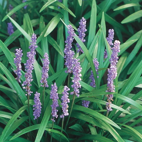 2.50 Qt. Pot, Big Blue Lily Turf Liriope Potted Groundcover Perennial Plant, One Plant per Offer