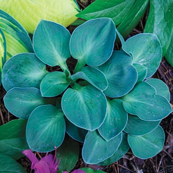 1 Gal Pot, Blue Mouse Ears Hosta Potted Perennial Plant - 1 plant per offer