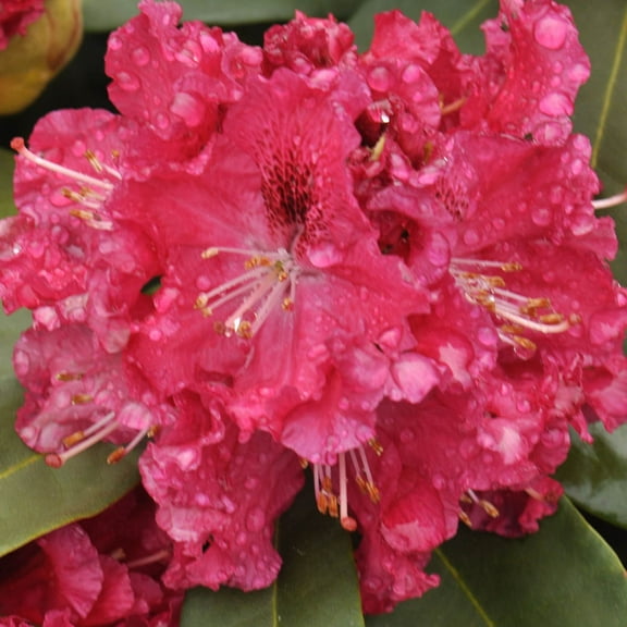 2.50 Qt. Pot, Johanna Azalea Potted Flowering Broadleaf Evergreen Shrub, One Plant per Offer