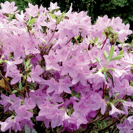 2.50 Qt. Pot, Poukhanense Azalea Potted Flowering Broadleaf Evergreen Shrub, One Plant per Offer