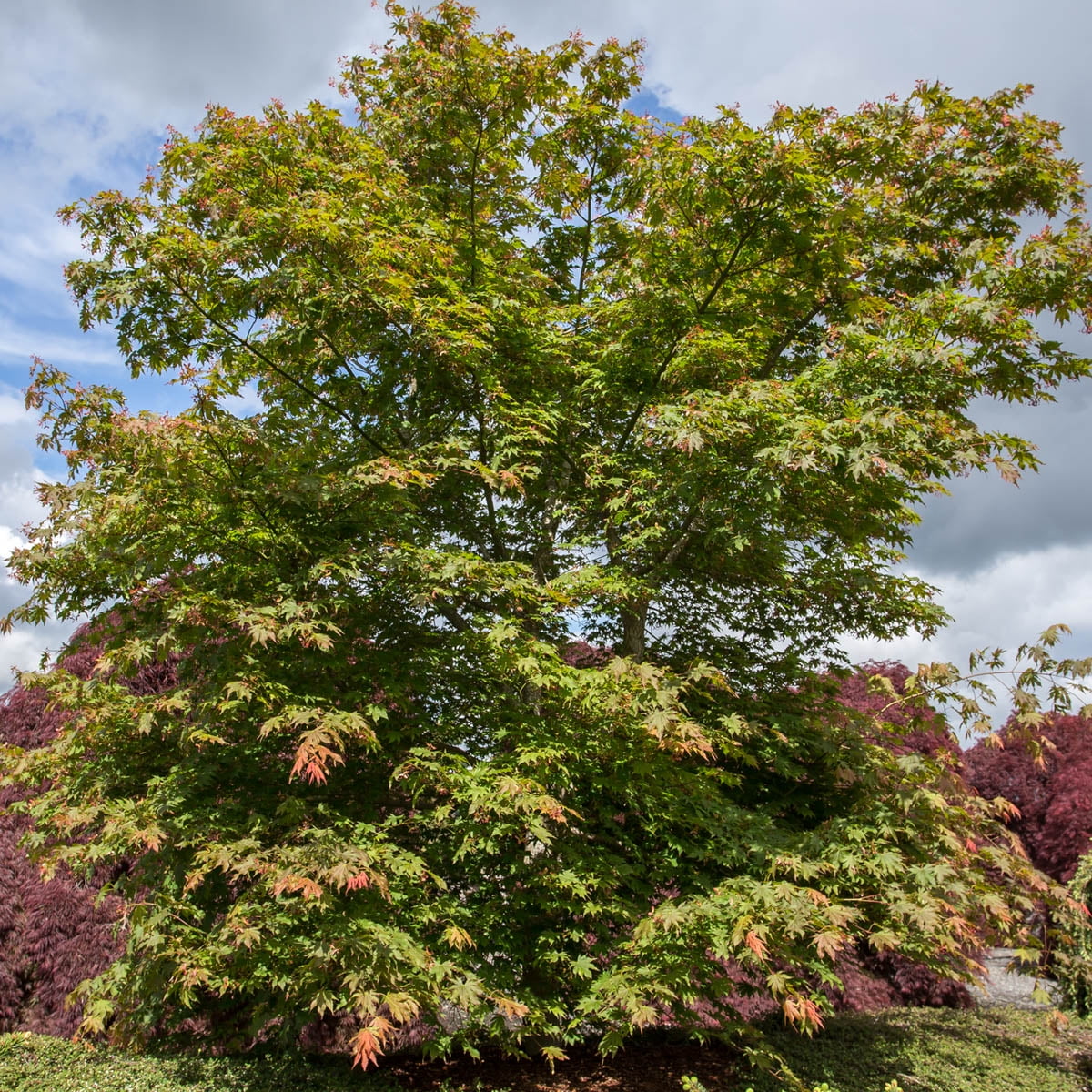 2.50 Qt. Pot, Sango Kaku Coral Bark Japanese Maple Ornamental Tree, One Plant per Offer
