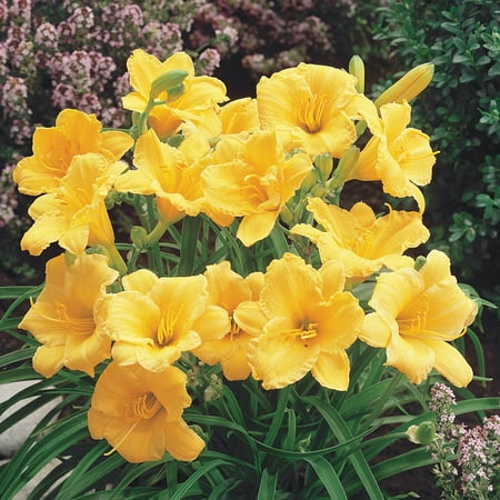 2.50 Qt. Pot, Stella De Oro Daylily Flowering Potted Perennial Plant - 1 plant per offer
