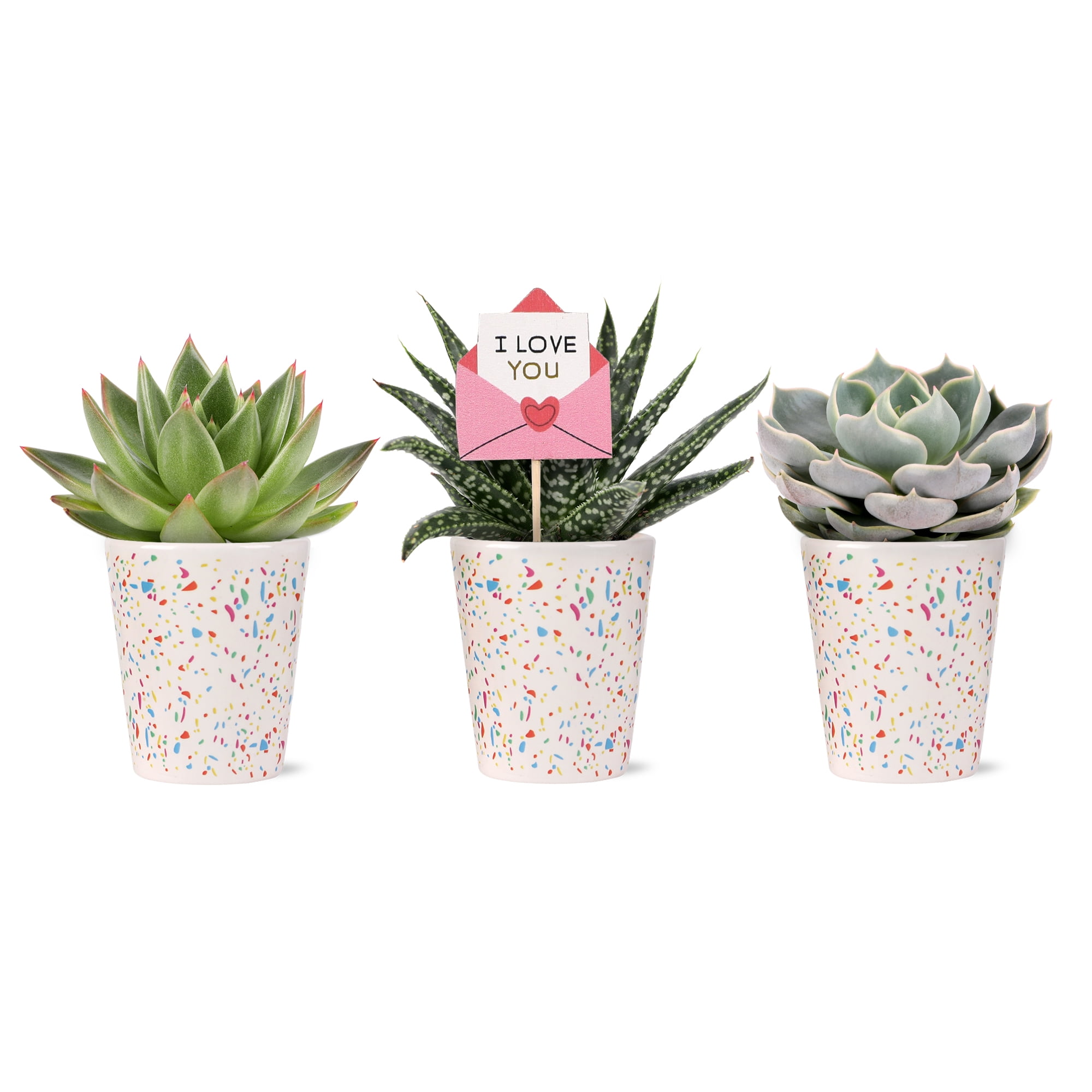 2.5IN Succulent Trio (Love You Edition) – Confetti Terrazzo – “I Love You Envelope” Pick