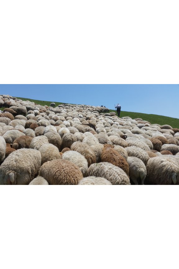 2.5LB Hand washed natural wool (no chemical)
